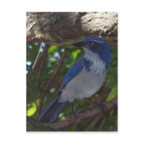 Scrub Jay Postcards