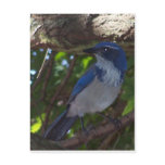 Scrub Jay postcards