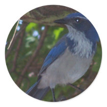 Scrub Jay Round Stickers