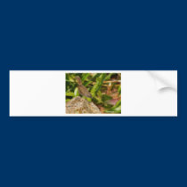 Scrub Wren bumper stickers