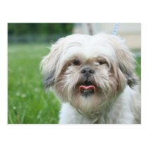 Scruffy dog postcards
