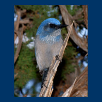 Scub Jay posters