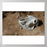 SCULL 1 POSTER