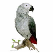 Sculpture - African Grey Parrot Photo Cut Out