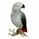 Sculpture - African Grey Parrot photo sculptures