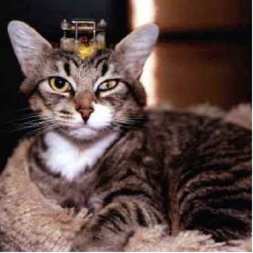sculpture en chat endommagée par cerveau photos en relief