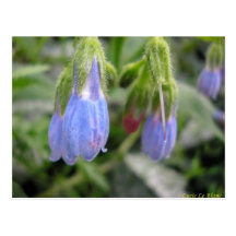 Scutellaire à fleurs latérales postcards