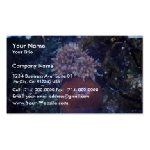 sea anemone business card template