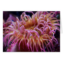 Sea Anemone Greeting Card