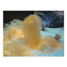 Sea Anemones Photograph