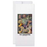 Sea Anemones rack cards