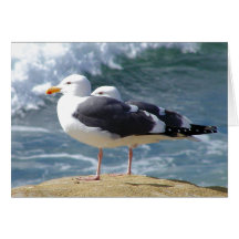 Sea Birds Greeting Card