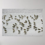 Sea Birds on the Beach Poster/Print