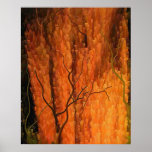 Sea Cedar Poster