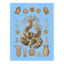 Sea Cucumbers Post Cards