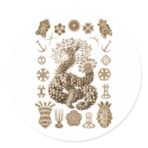 Sea Cucumbers Sticker