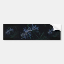 Sea Dragon Bumper Stickers