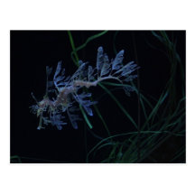 Sea Dragon Postcard