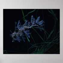 Sea Dragon Print