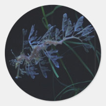 Sea Dragon Sticker