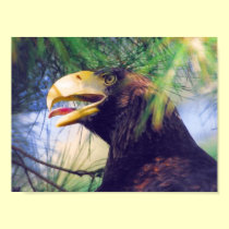 Sea Eagle posters