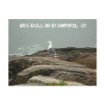 SEA GULL IN STAMFORD,  CT, $B.A.K.$ ... POSTCARD