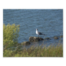 Sea Gull on rocks Photographic Print