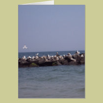 Sea Gulls cards