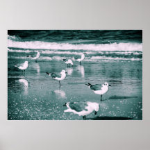 Sea Gulls Clearwater Fl Posters