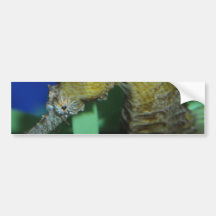 Sea Horse Bumper Stickers