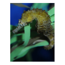 Sea Horse Postcards