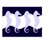 Sea Horses 3 Post Cards