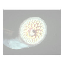 Sea Lamprey Announcements