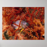 Sea Life - Fish Print