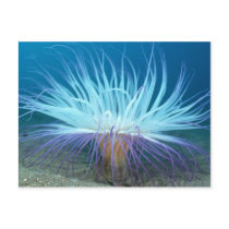 Sea Life Sea Anemone Postcard