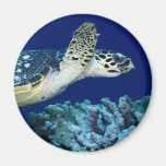 Sea Life - Sea Turtle Refrigerator Magnet