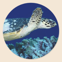 Sea Life - Sea Turtle stickers