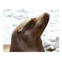 Sea Lion 1 Postcard
