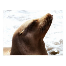Sea Lion 3 Postcard