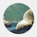 Sea Lion Bull Fridge Magnets