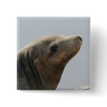 Sea Lion Button