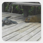 Sea Lion & Iguana in Galapagos STICKER