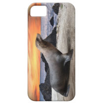 Sea Lion casemate cases