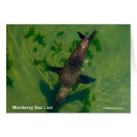 Sea Lion Monterey California Products Cards