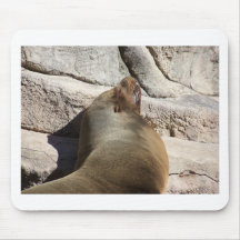 Sea Lion Mouse Pads