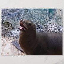 sea lion mouth open photo cute sea animal full color flyer