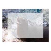 sea lion mouth open photo cute sea animal personalized invites