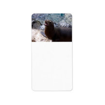 sea lion mouth open photo cute sea animal address label
