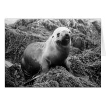 Sea Lion notecard cards