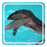 Sea Lion Playing Invitation